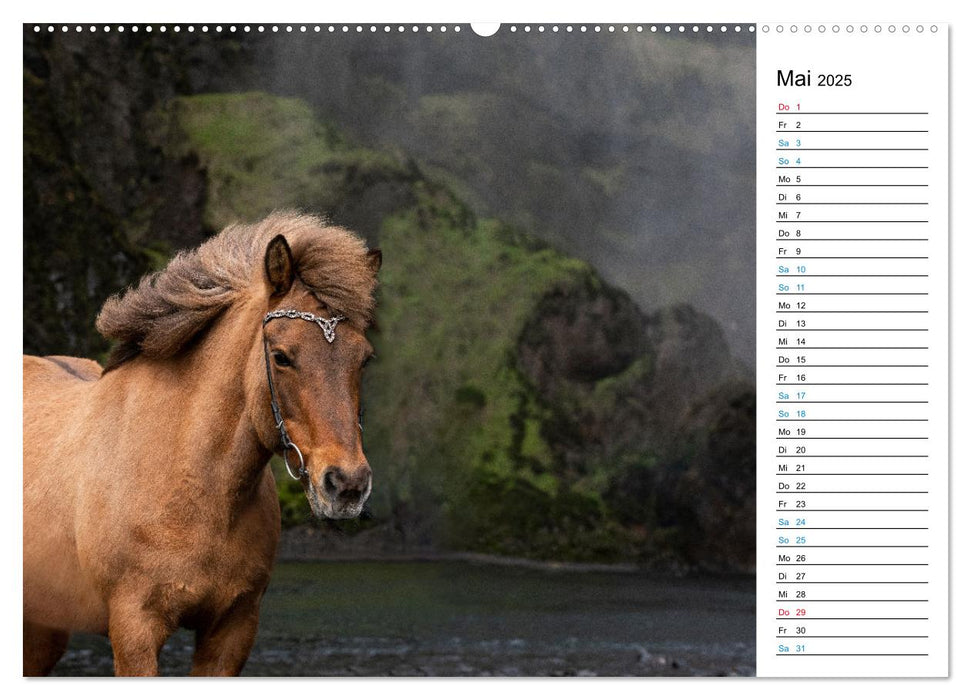 Islandpferde Kalender - Pferde von der Insel aus Feuer und Eis (CALVENDO Wandkalender 2025)