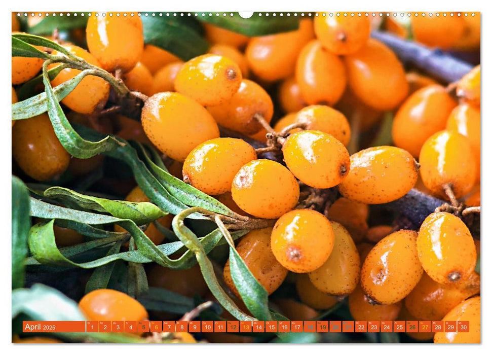 ORANGE - Gemüse und Obst -Vitaminreich (CALVENDO Wandkalender 2025)