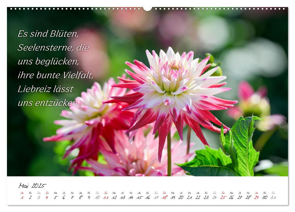 Dahlien Poesie (CALVENDO Wandkalender 2025)