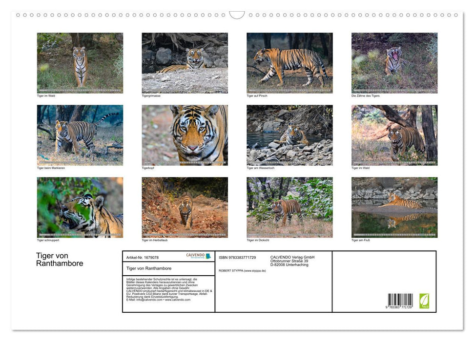 Tiger von Ranthambore (CALVENDO Wandkalender 2025)