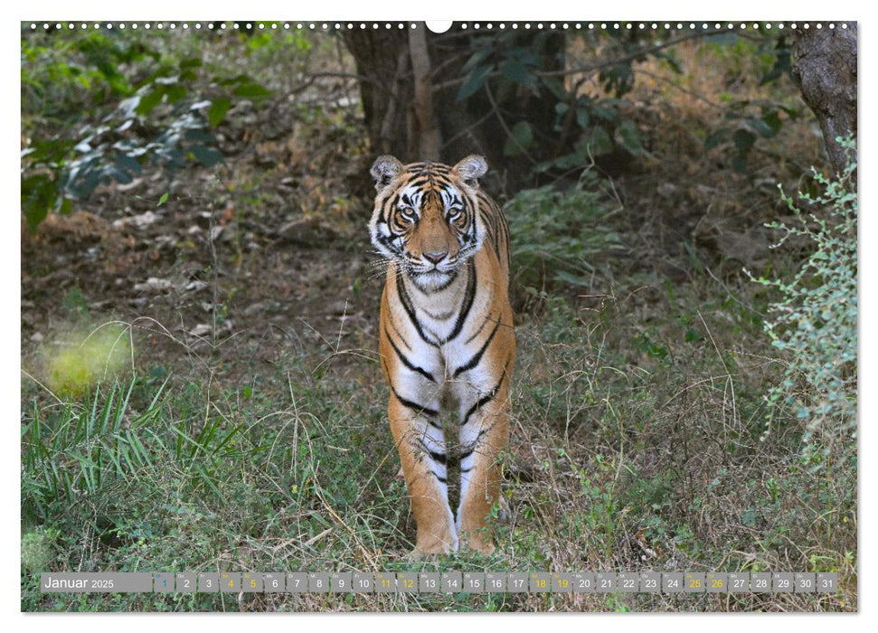 Tiger von Ranthambore (CALVENDO Premium Wandkalender 2025)