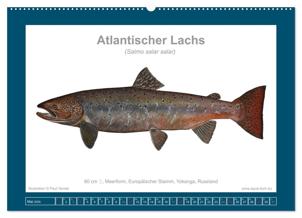 Fisch als Kunst 2025: Atlantische Lachse (CALVENDO Wandkalender 2025)