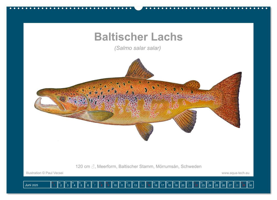 Fisch als Kunst 2025: Atlantische Lachse (CALVENDO Wandkalender 2025)