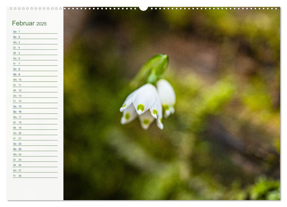 Wenn im Frühling die Natur wieder erwacht (CALVENDO Wandkalender 2025)