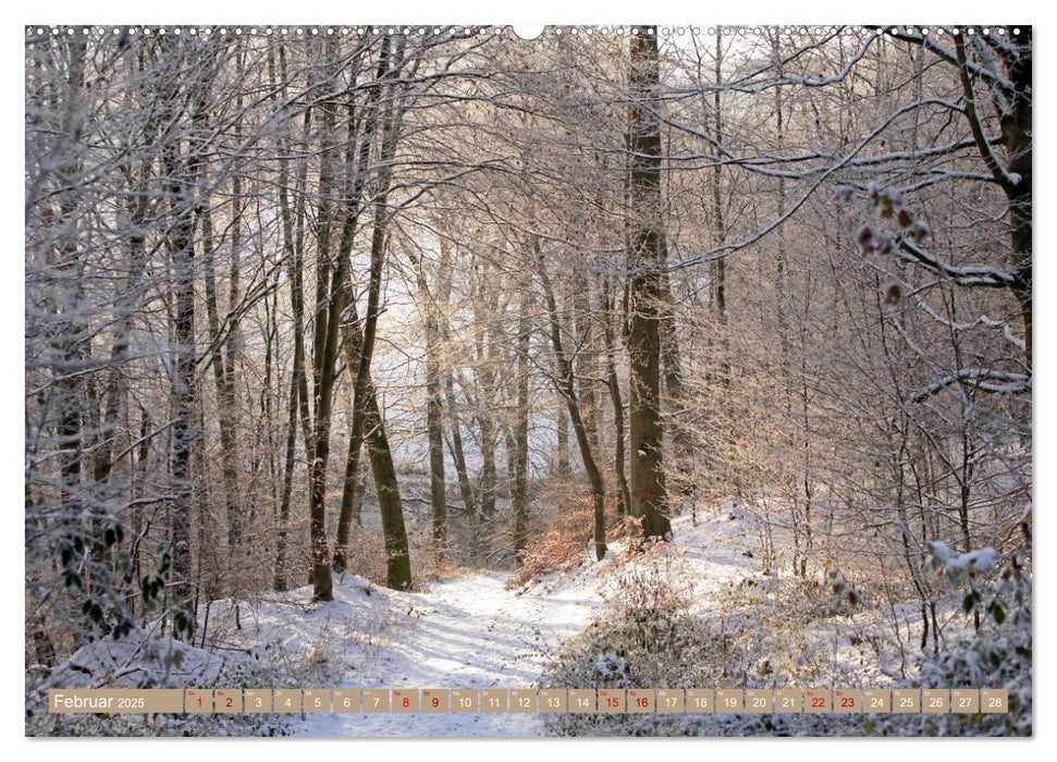 Der Wald - Ort der Ruhe und Besinnung (CALVENDO Wandkalender 2025)