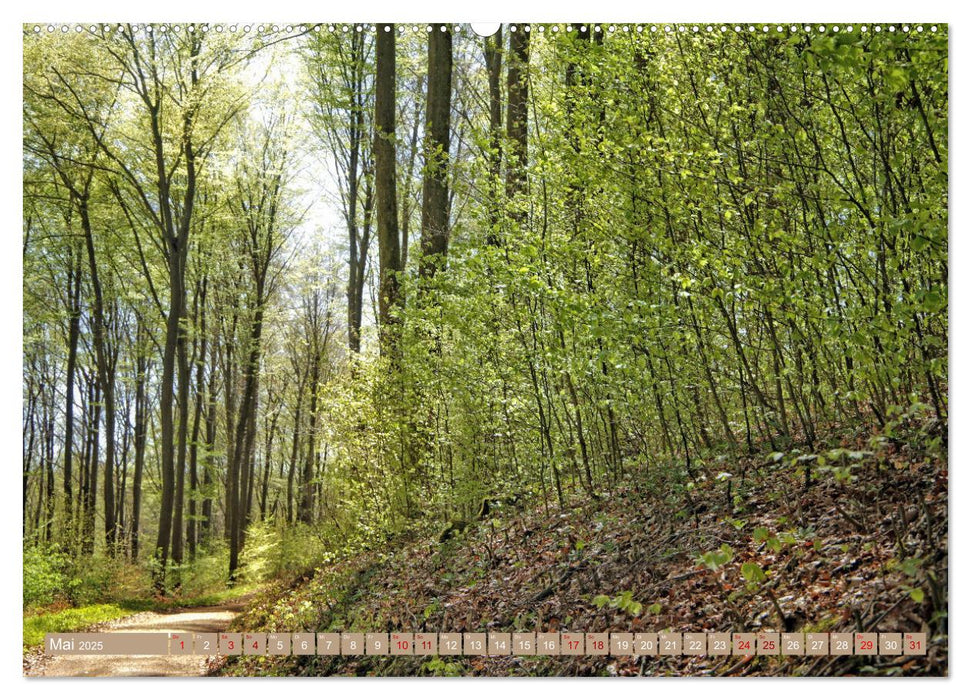 Der Wald - Ort der Ruhe und Besinnung (CALVENDO Wandkalender 2025)