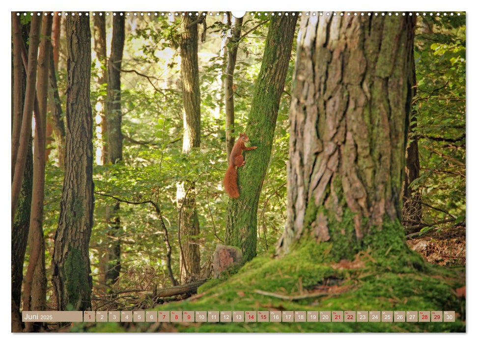 Der Wald - Ort der Ruhe und Besinnung (CALVENDO Wandkalender 2025)