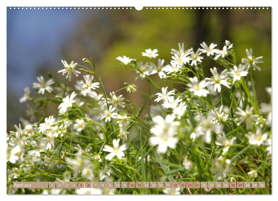 Der Wald - Ort der Ruhe und Besinnung (CALVENDO Premium Wandkalender 2025)