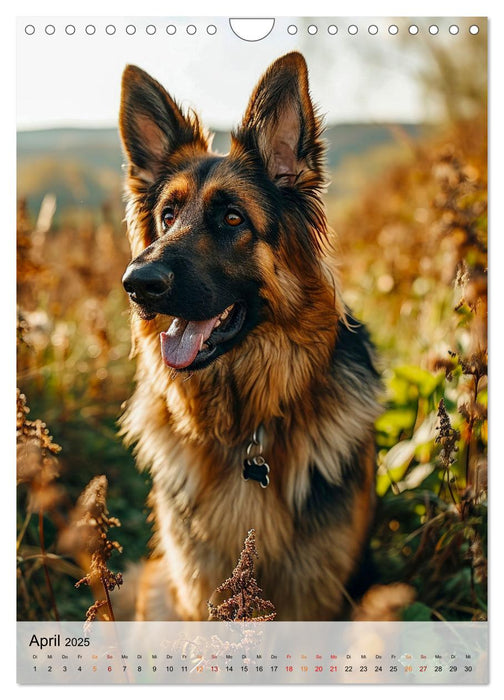 Deutscher Schäferhund - mutig und zuverlässig (CALVENDO Wandkalender 2025)