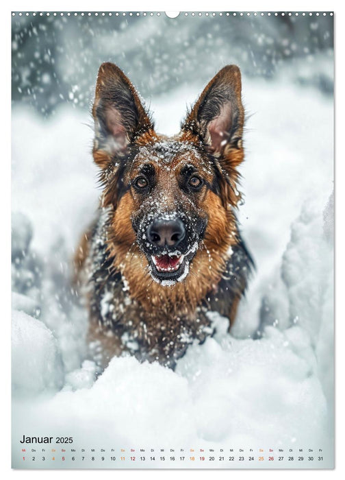 Deutscher Schäferhund - mutig und zuverlässig (CALVENDO Premium Wandkalender 2025)