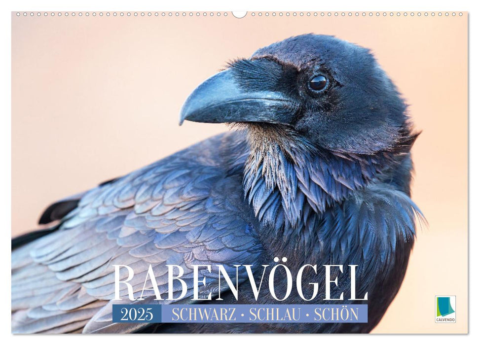 Rabenvögel: Schwarz, schlau, schön (CALVENDO Wandkalender 2025)