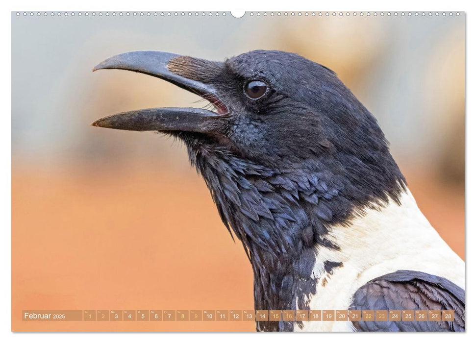 Rabenvögel: Schwarz, schlau, schön (CALVENDO Wandkalender 2025)