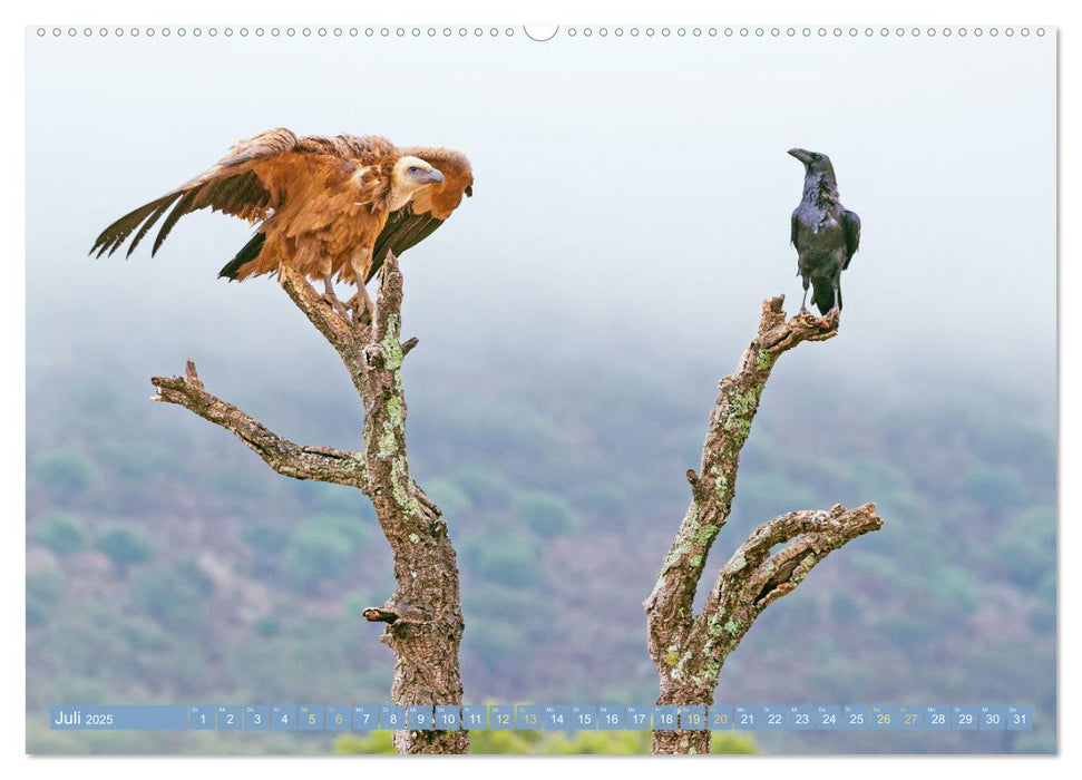 Rabenvögel: Schwarz, schlau, schön (CALVENDO Premium Wandkalender 2025)