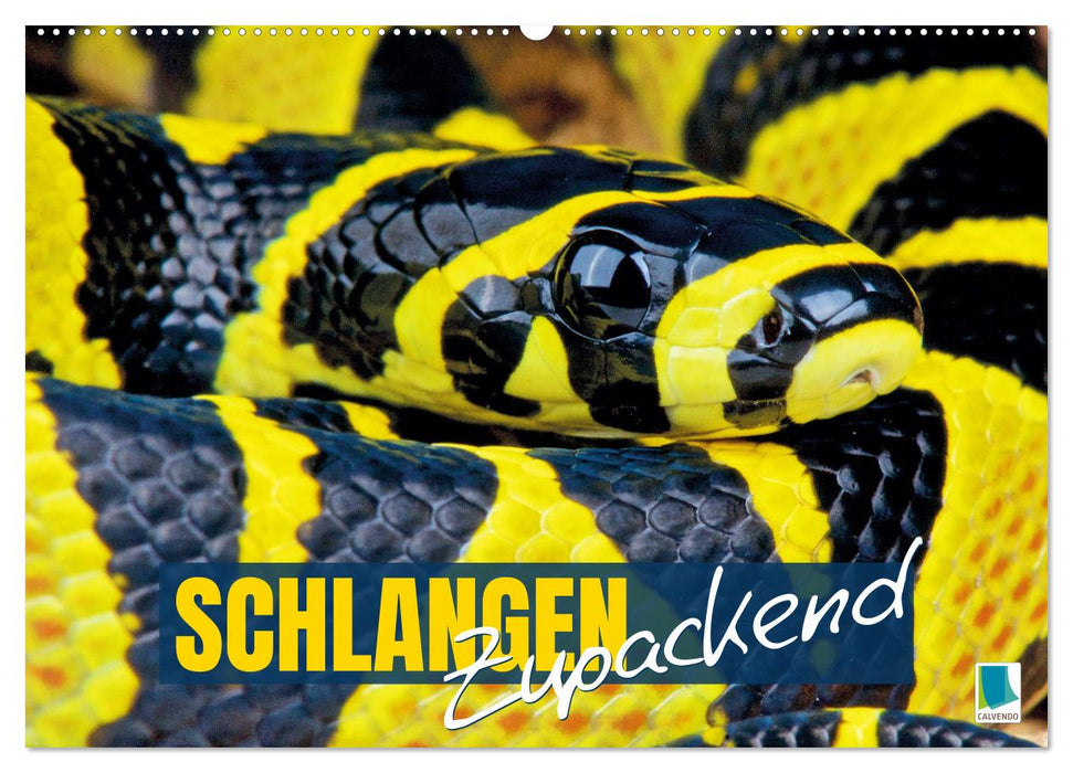 Schlangen: Zupackend (CALVENDO Wandkalender 2025)