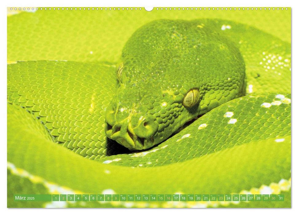 Schlangen: Zupackend (CALVENDO Wandkalender 2025)