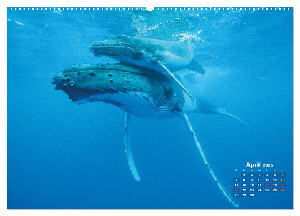 Buckelwale: Aus den blauen Tiefen der Ozeane (CALVENDO Wandkalender 2025)
