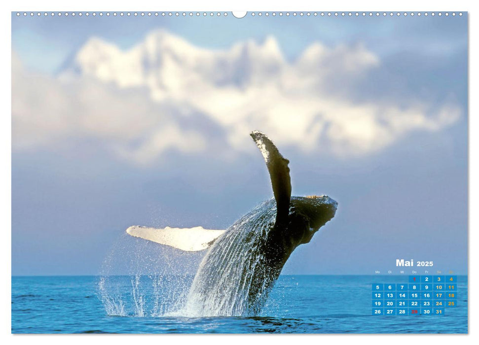 Buckelwale: Aus den blauen Tiefen der Ozeane (CALVENDO Wandkalender 2025)