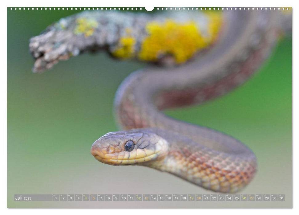 Schlangen: Zupackend (CALVENDO Premium Wandkalender 2025)