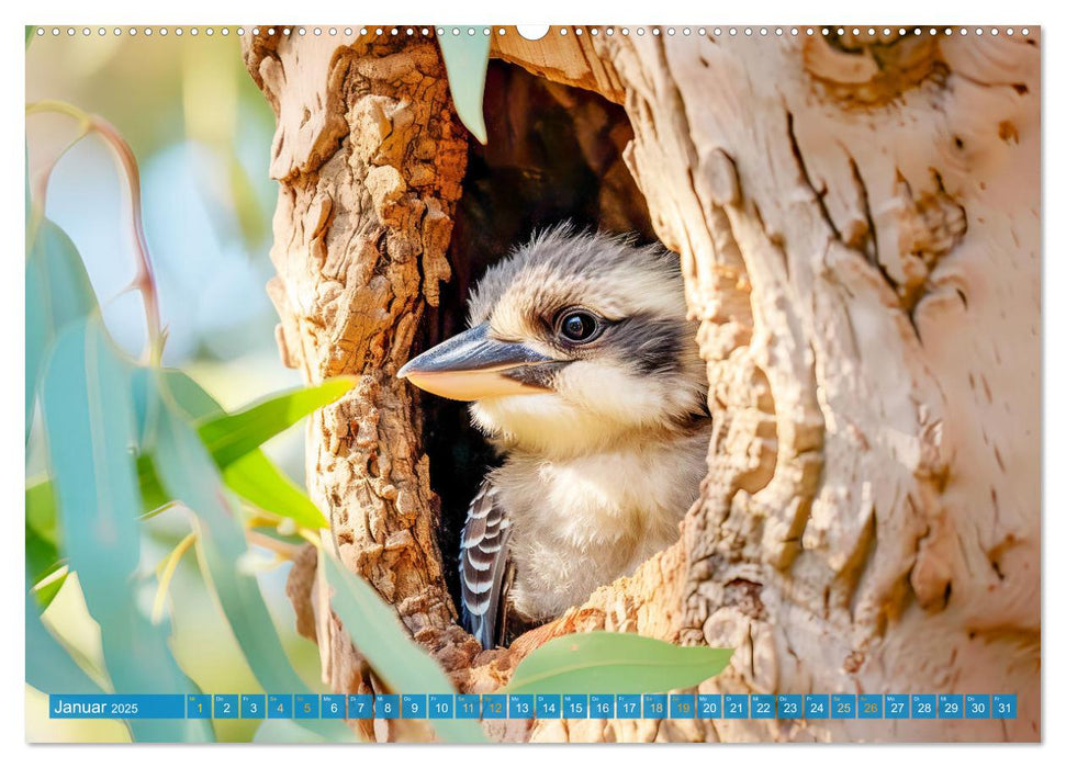 Der Kookaburra - Im australischen Busch mit dem lachenden Hans (CALVENDO Wandkalender 2025)