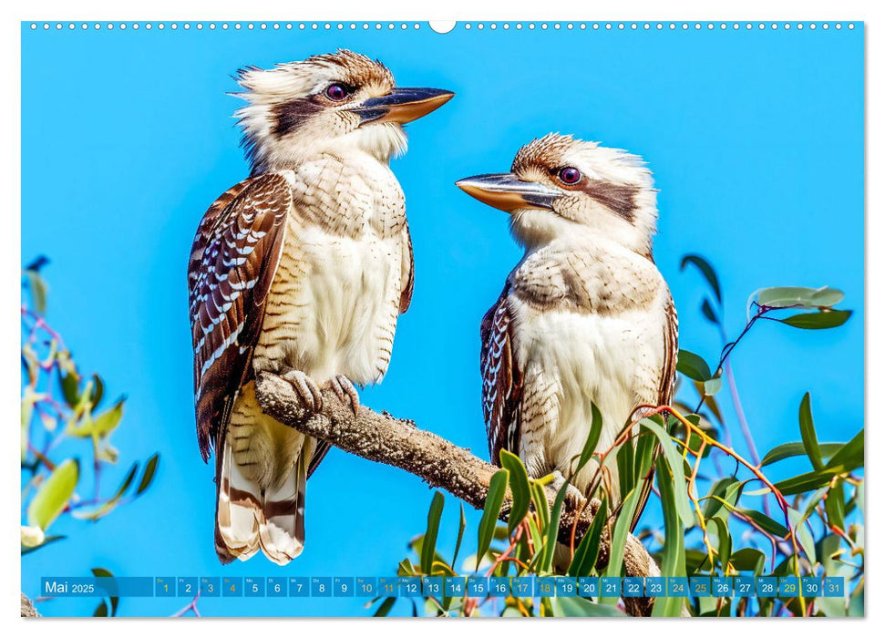 Der Kookaburra - Im australischen Busch mit dem lachenden Hans (CALVENDO Wandkalender 2025)