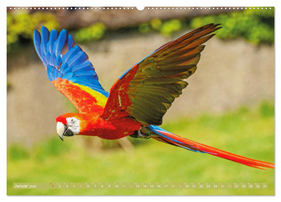 Perroquets : splendeur des couleurs en vol (Calendrier mural CALVENDO 2025) 