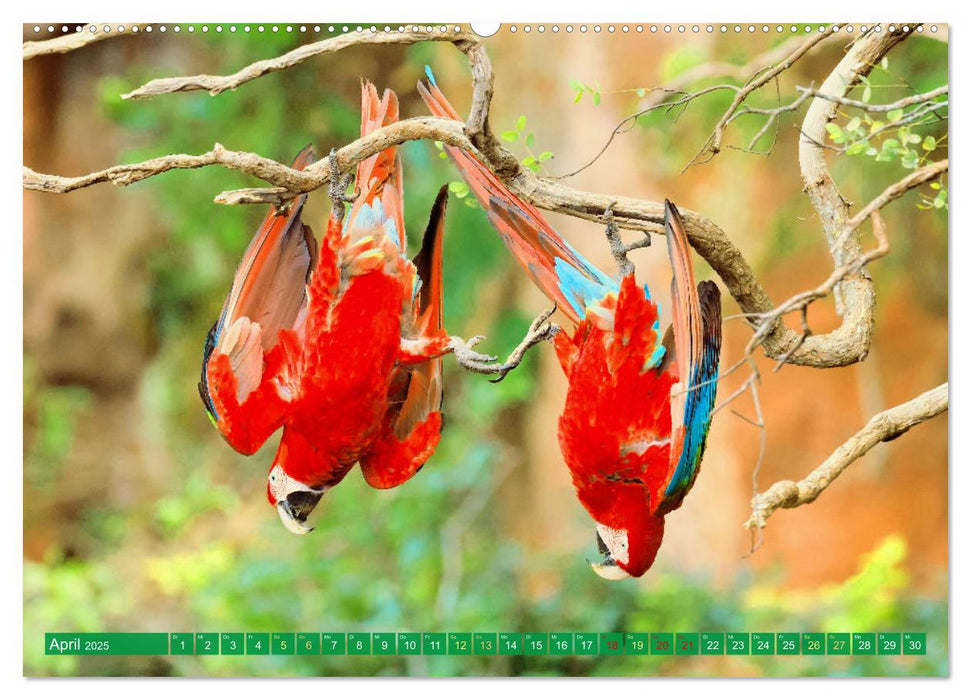 Perroquets : splendeur des couleurs en vol (Calendrier mural CALVENDO 2025) 