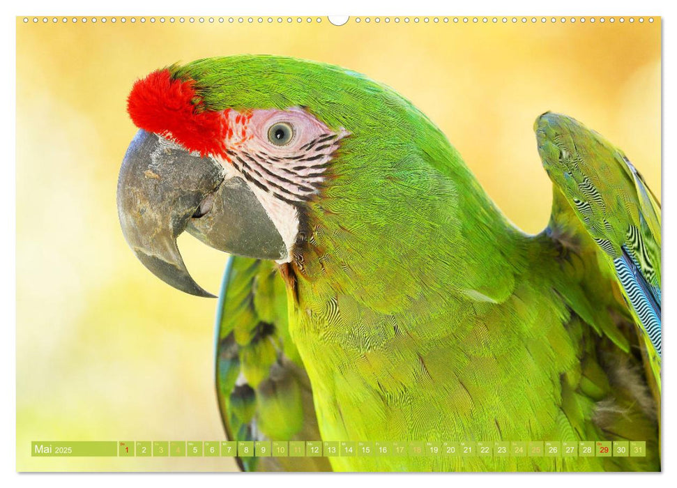 Papageien: Farbenpracht im Flug (CALVENDO Wandkalender 2025)