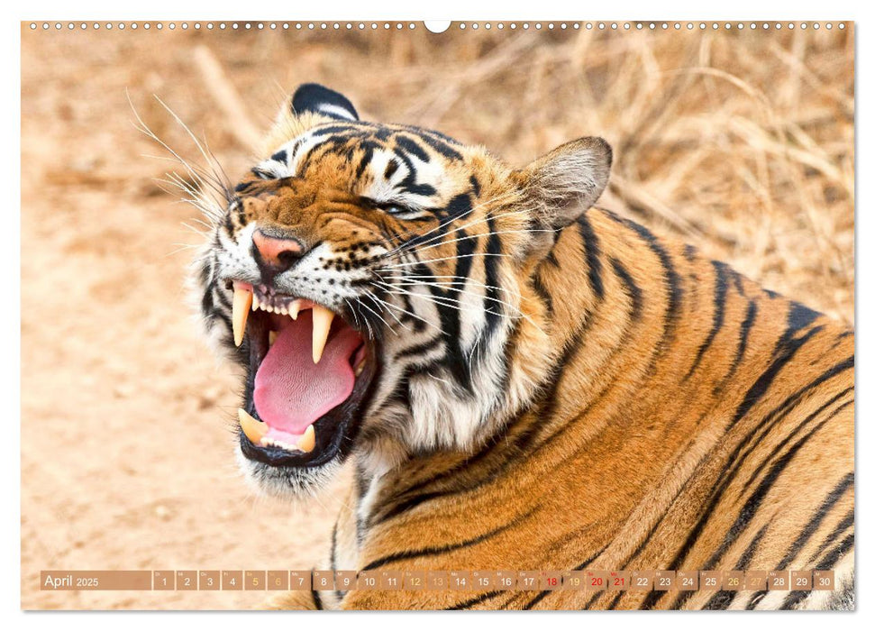 Tiger: Gestreifte Jäger (CALVENDO Wandkalender 2025)