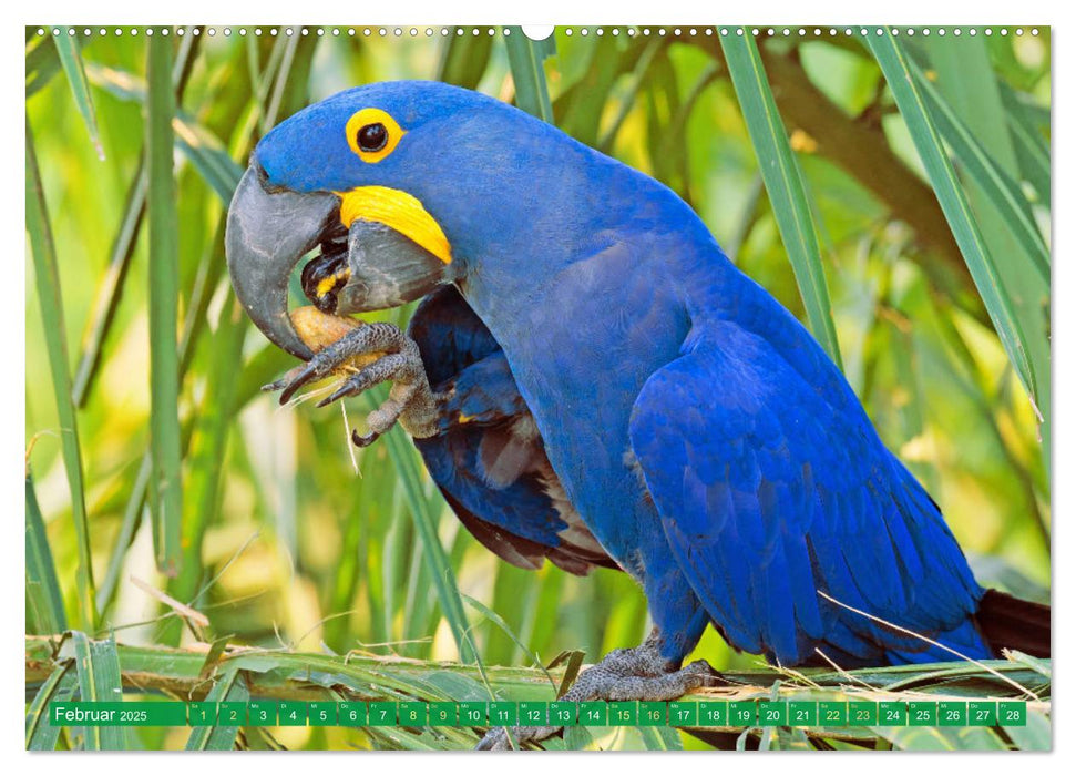 Papageien: Farbenpracht im Flug (CALVENDO Premium Wandkalender 2025)
