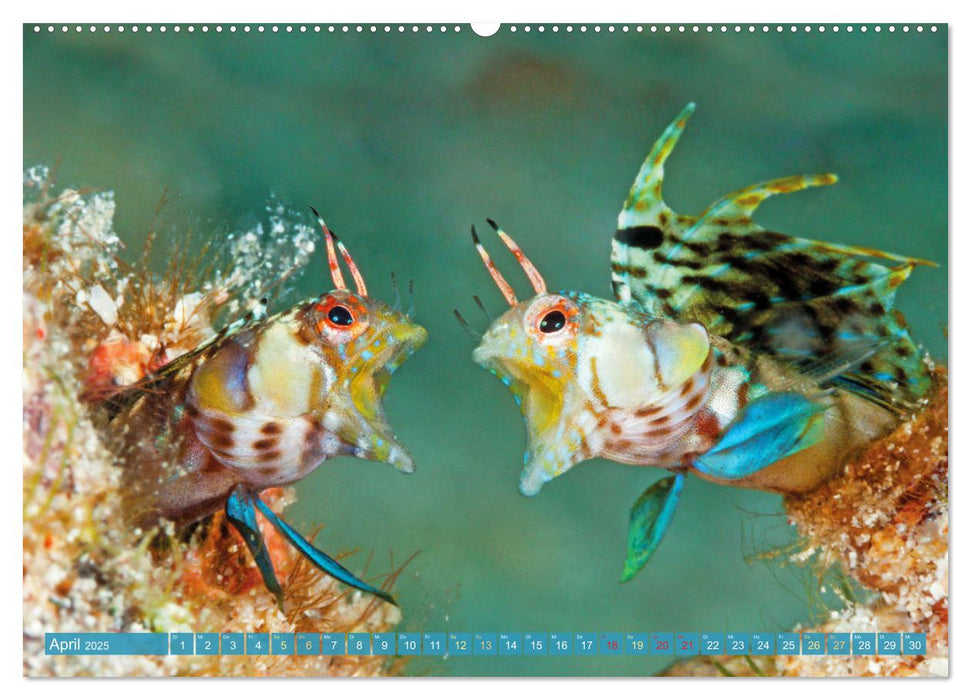 Fischparadies Riff (CALVENDO Premium Wandkalender 2025)