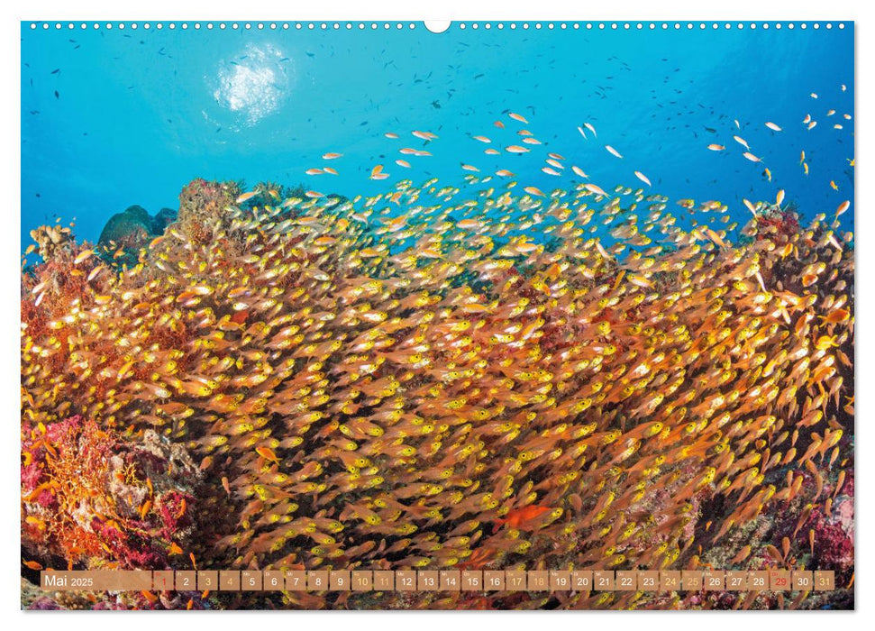 Fischparadies Riff (CALVENDO Premium Wandkalender 2025)