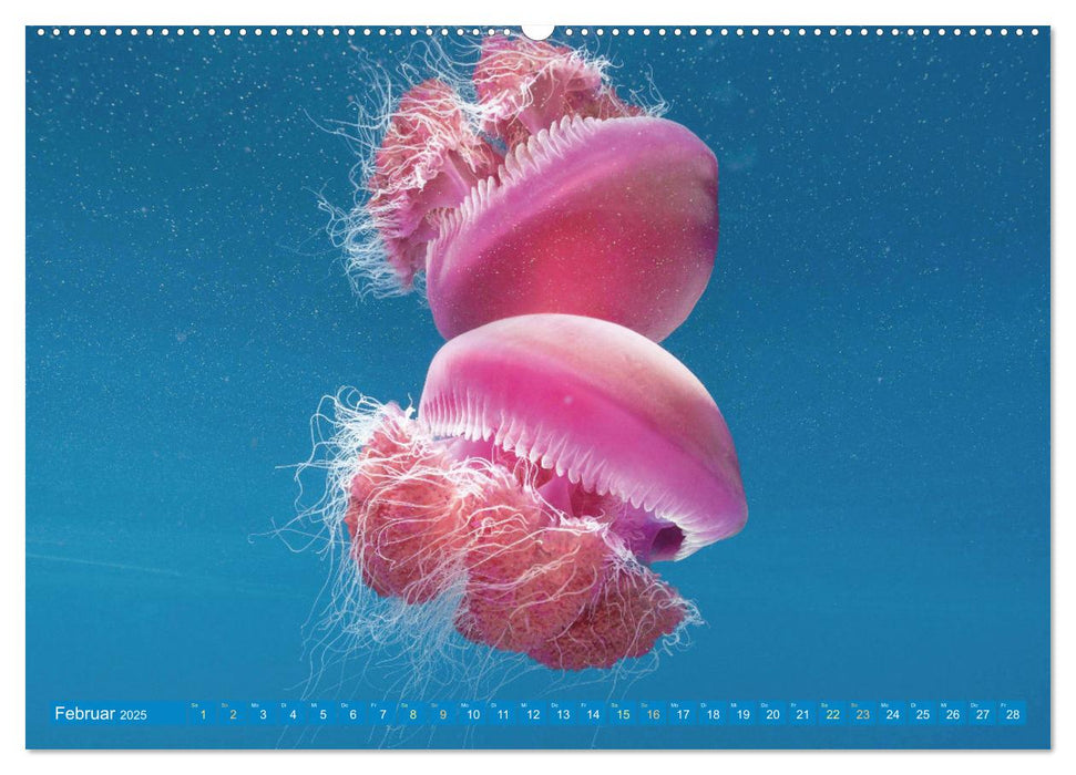 Tauchen: Wunderbares tiefblaues Meer (CALVENDO Wandkalender 2025)