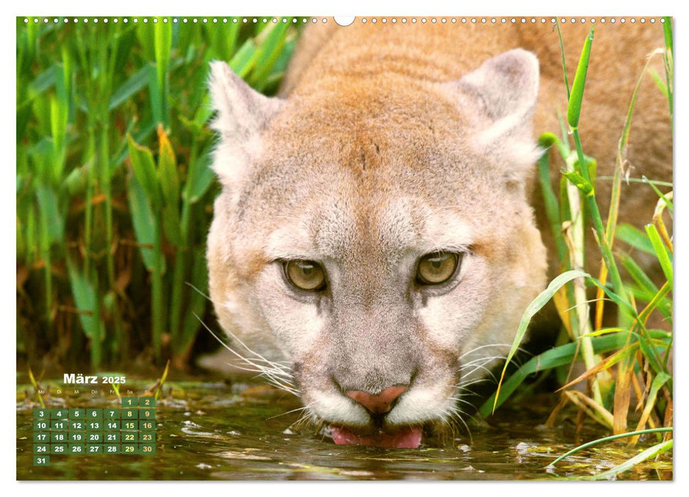 Puma: Auf leisen Pfoten (CALVENDO Premium Wandkalender 2025)