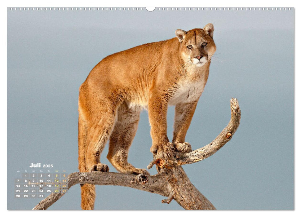 Puma: Auf leisen Pfoten (CALVENDO Premium Wandkalender 2025)