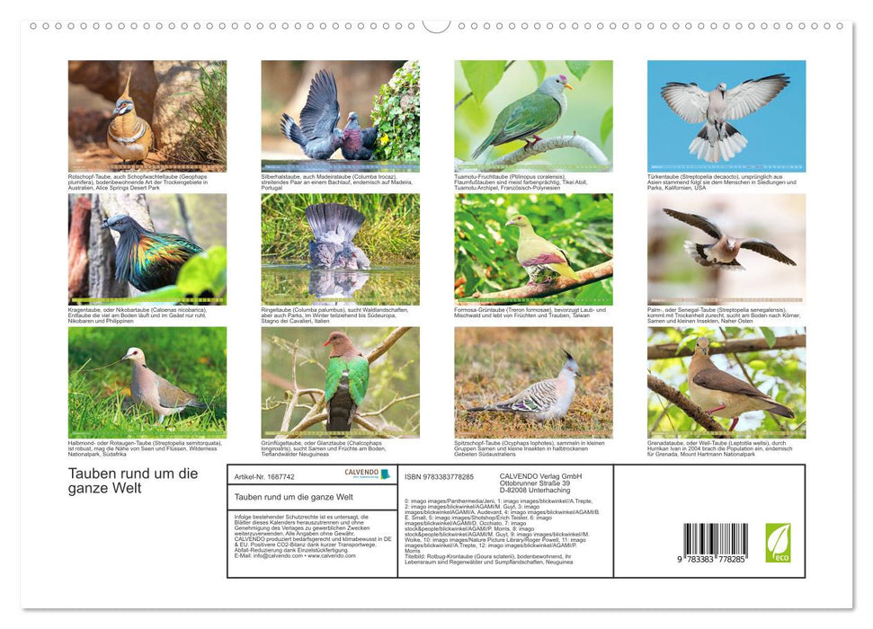 Tauben rund um die ganze Welt (CALVENDO Premium Wandkalender 2025)
