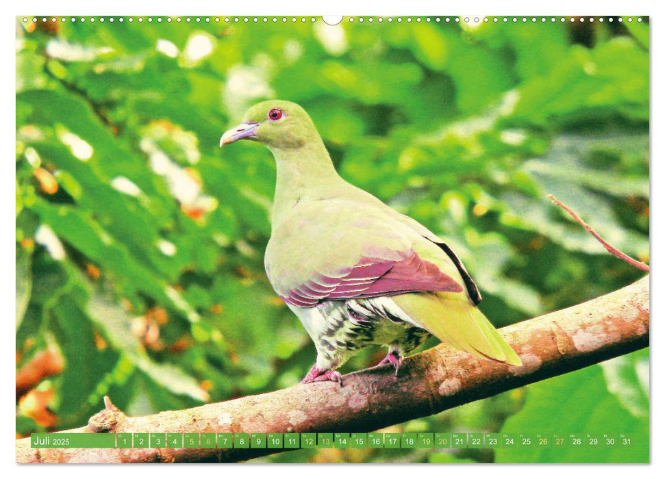 Tauben rund um die ganze Welt (CALVENDO Premium Wandkalender 2025)