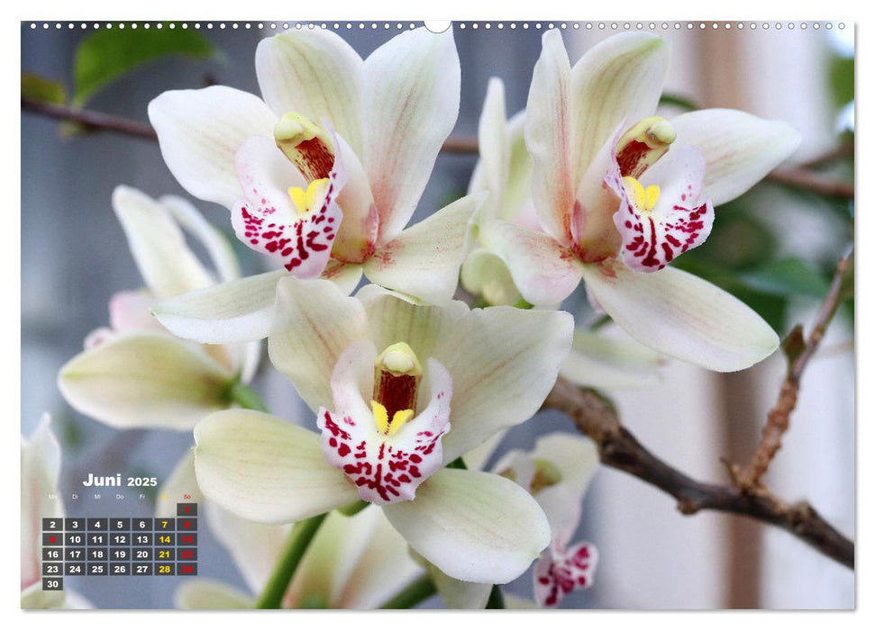 Prächtige Orchideen (CALVENDO Premium Wandkalender 2025)
