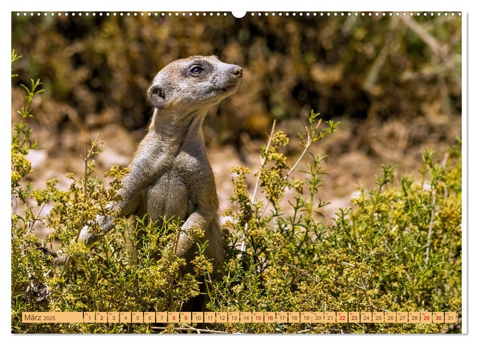 Afrikas Tierwelt - Erdmännchen (CALVENDO Premium Wandkalender 2025)