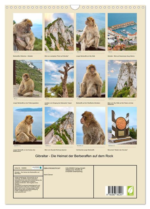 Gibraltar - La maison des macaques de Barbarie sur le rocher (calendrier mural CALVENDO 2025) 
