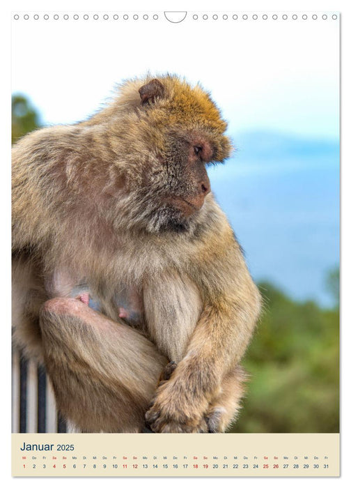 Gibraltar - La maison des macaques de Barbarie sur le rocher (calendrier mural CALVENDO 2025) 