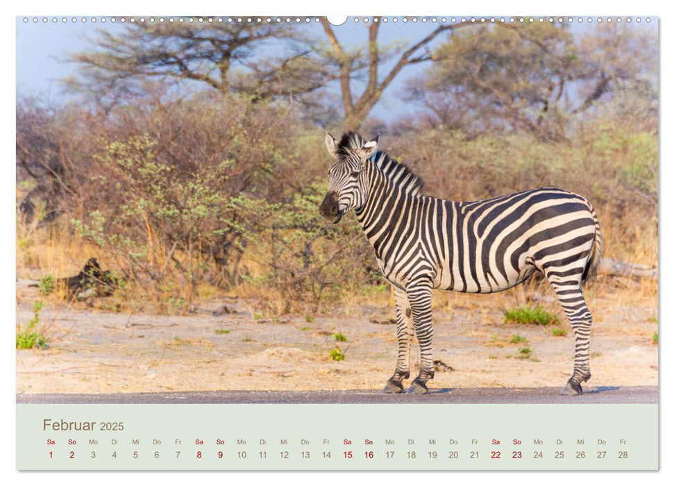 Zebras in Afrika (CALVENDO Wandkalender 2025)