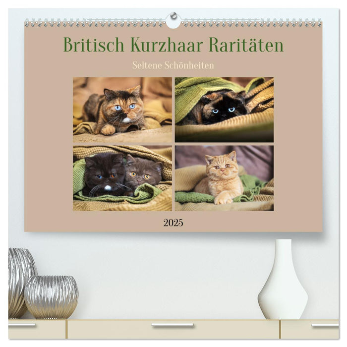 British Shorthair Rarities - beautés rares (Calvendo Premium Wall Calendar 2025) 