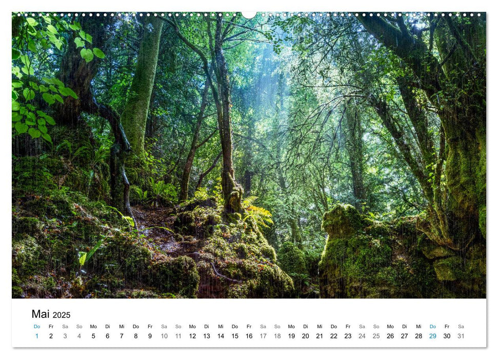 Magie der Wälder Britanniens (CALVENDO Premium Wandkalender 2025)