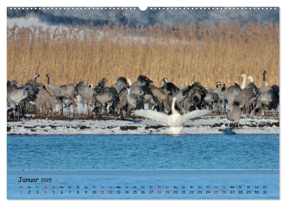 Faszination Zugvögel - Rekorde in der Vogelwelt (CALVENDO Premium Wandkalender 2025)
