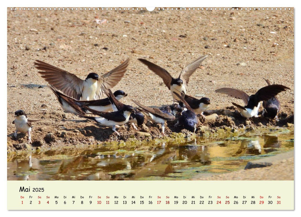 Faszination Zugvögel - Rekorde in der Vogelwelt (CALVENDO Premium Wandkalender 2025)