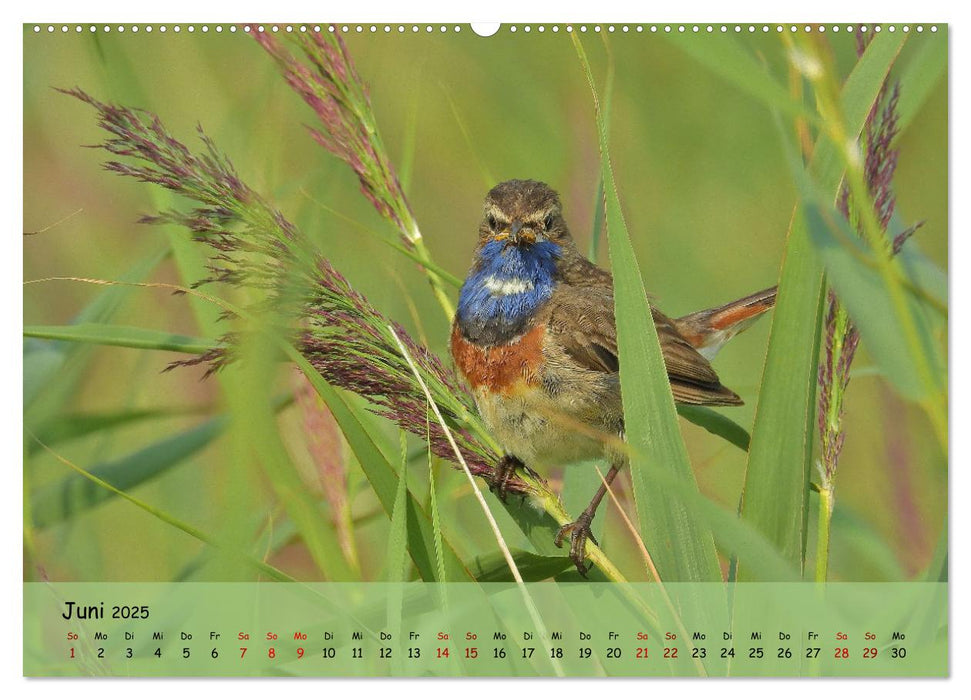 Faszination Zugvögel - Rekorde in der Vogelwelt (CALVENDO Wandkalender 2025)