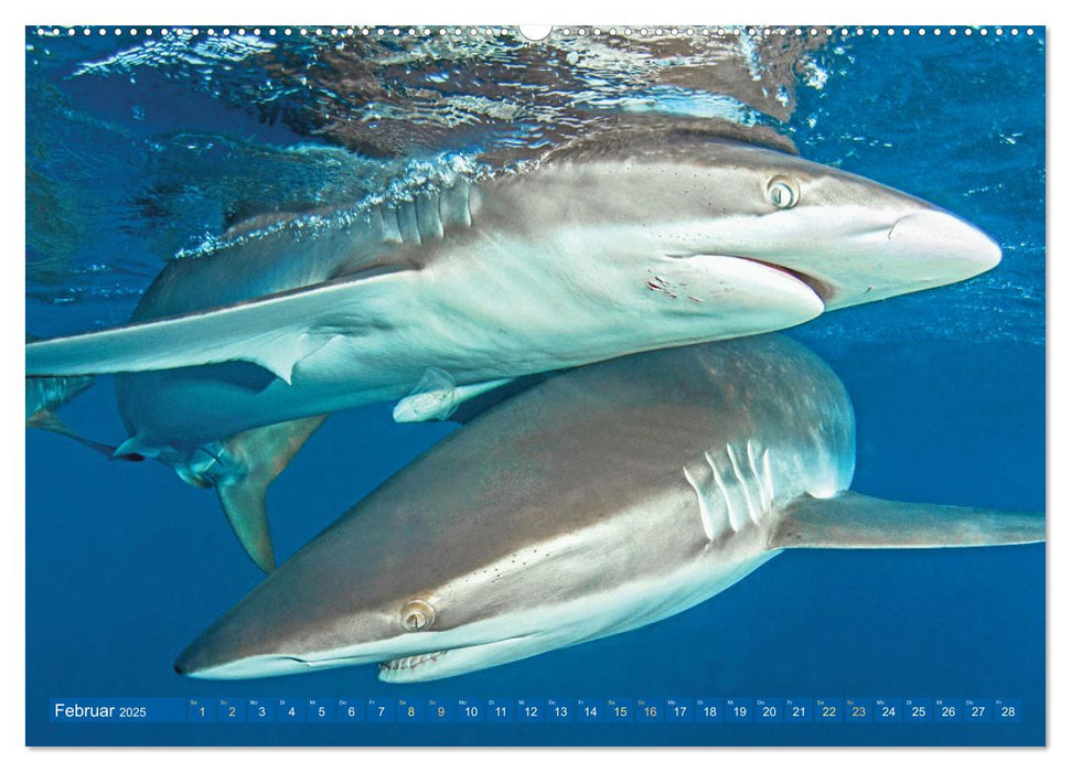 Hai: Raubtier der Meere (CALVENDO Wandkalender 2025)