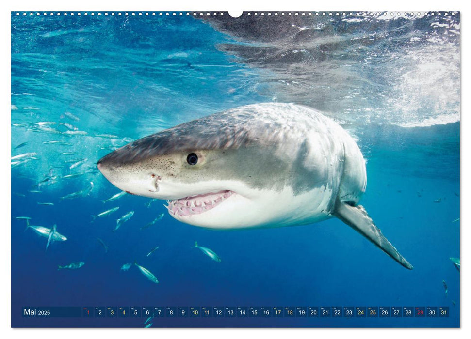 Hai: Raubtier der Meere (CALVENDO Wandkalender 2025)