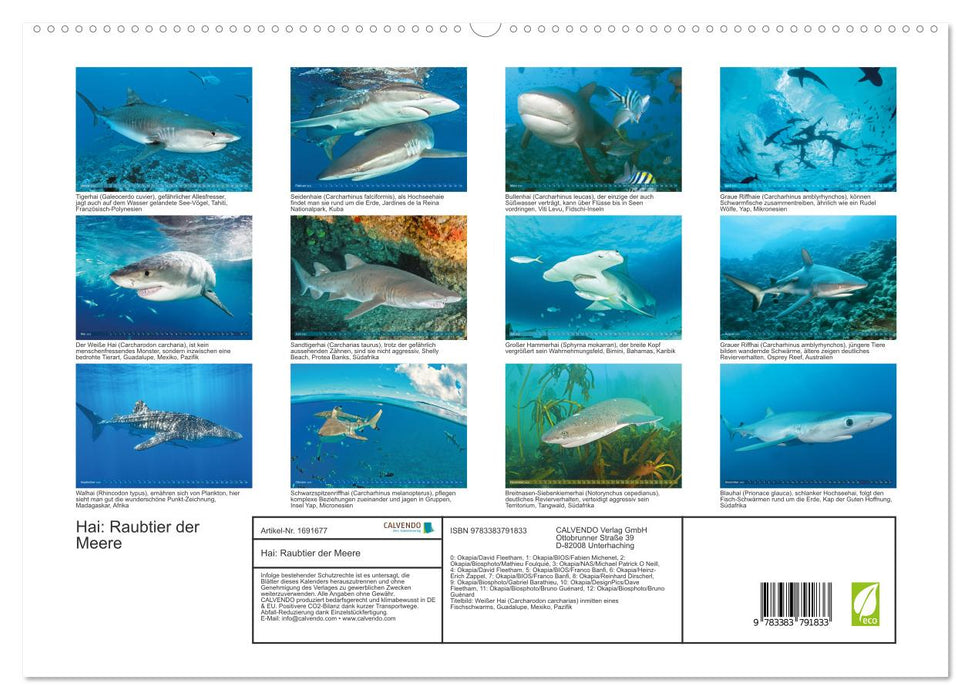 Hai: Raubtier der Meere (CALVENDO Premium Wandkalender 2025)