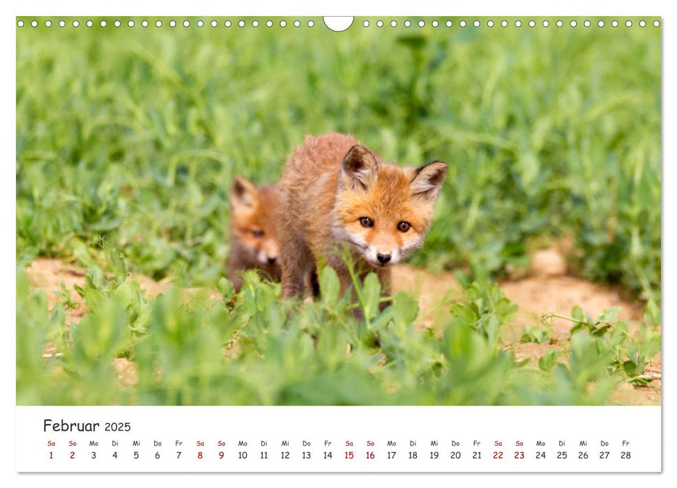 Säugetiere vor der Kamera (CALVENDO Wandkalender 2025)